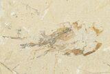 Five Cretaceous Fossil Shrimp - Hjoula, Lebanon #202160-3
